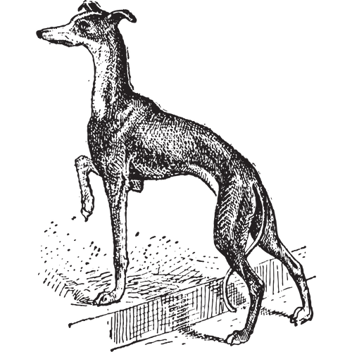 Dog illustration